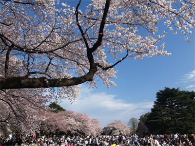 新宿御苑の桜