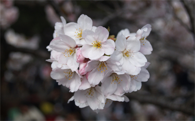 新宿御苑の桜