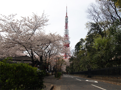 東京タワーと桜