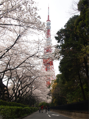 東京タワーと桜